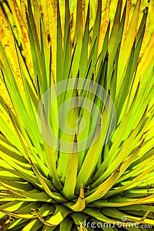 Cactus in detail in the desert of Arizona Stock Photo