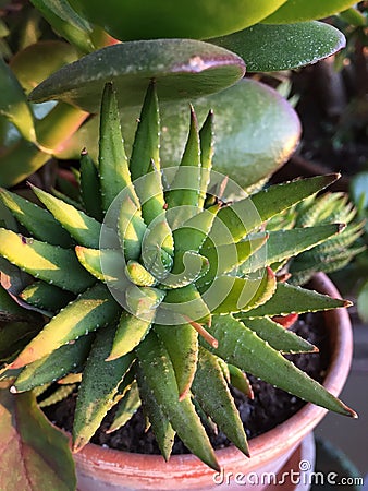 Cactus detail Stock Photo