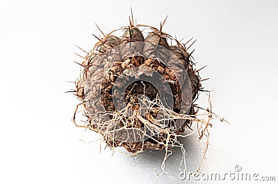 Cactus disease dry root rot caused by fungi, severe damage fungi infected Melocactus Stock Photo