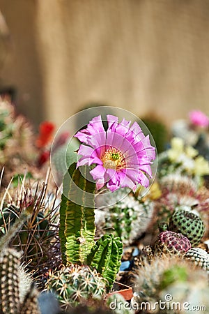 Cactus Echinocereus viereckii ssp. morricalii blooms with large violet flower Stock Photo