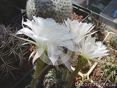 Cactus Echinopsis ancistrophora with large long-tubed white flowers Stock Photo