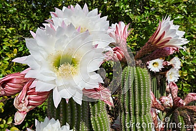 Cactus Echinopsis Spachiana blooming Stock Photo