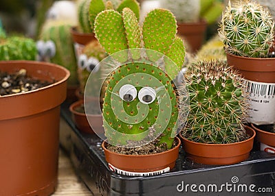 Cactus with eyes in a pot among other cacti Stock Photo