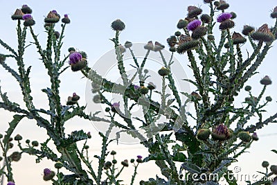 Cactus in the field Stock Photo