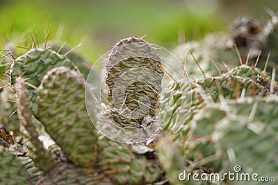 Cactus field closeup, cultivation of cacti, landscape with garden flowers Stock Photo