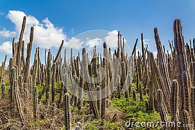 Cactus field with many cacti and sky Stock Photo