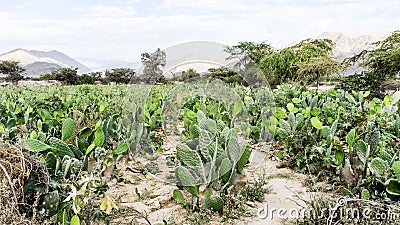 Cactus-field - Peru Stock Photo