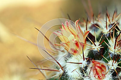 Cactus flower Stock Photo