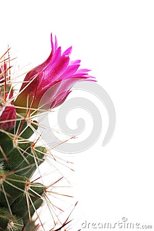 Cactus Flower Stock Photo