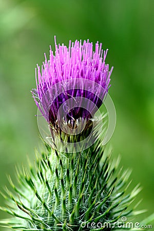 Cactus flower Stock Photo