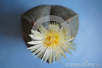 Cactus flower : Astrophytum myriostigma 3 ribs Stock Photo