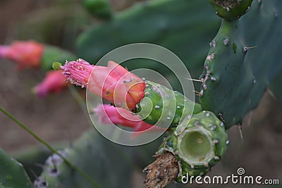 Cactus flower. Stock Photo