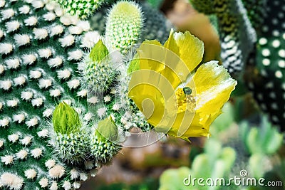 Cactus flower begins to bloom. Cactus opuntia microdasys. Stock Photo
