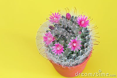 Cactus flower in blooming on yellow background Stock Photo