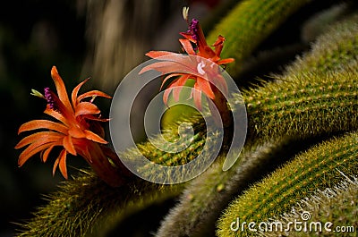 Cactus flower (cleistocactus winteri) Stock Photo