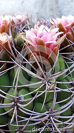Cactus with flower crown, beautiful flowers in pink tone, vertical photo Stock Photo