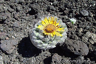 Cactus with flower grow on stones Stock Photo