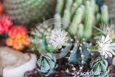 Cactus Stock Photo