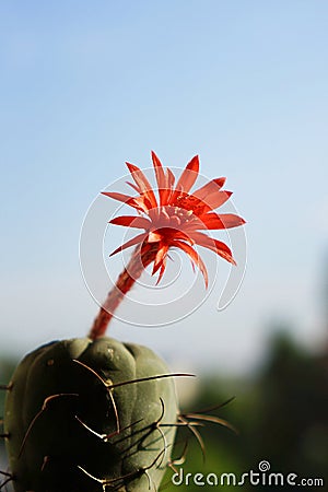 Cactus flower : Matucana madisoniorum Stock Photo