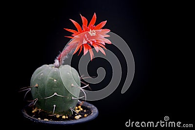 Cactus flower : Matucana madisoniorum Stock Photo