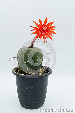 Cactus flower : Matucana madisoniorum Stock Photo