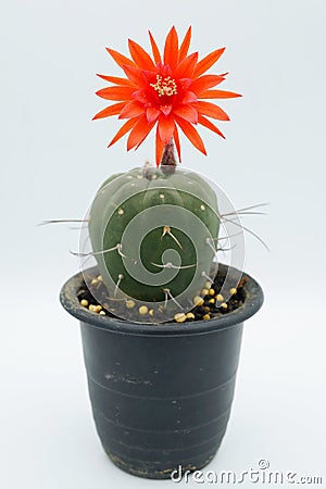 Cactus flower : Matucana madisoniorum Stock Photo