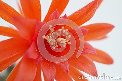 Cactus flower : Matucana madisoniorum Stock Photo