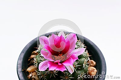Cactus flower in pot on white background Stock Photo