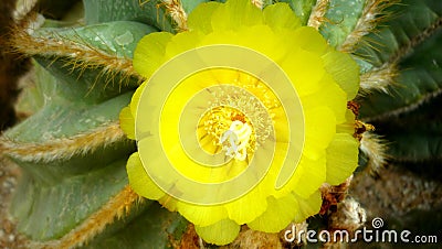 Cactus flowering. Yellow flower. Thai flowers. Thai cactus. On a green background. A great combination of elegance and natural sim Stock Photo