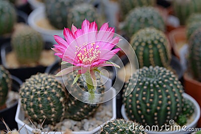 Cactus called 'Lobivia sp' Stock Photo