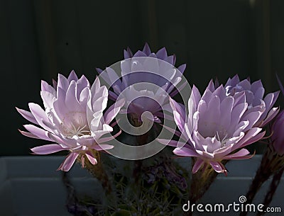 Four cactus flowers Stock Photo