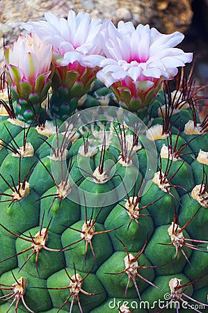 Cactus flowers Gymnocalycium saglionis Stock Photo
