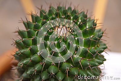 Cactus in the foreground, macro photography with beautiful colors. Stock Photo