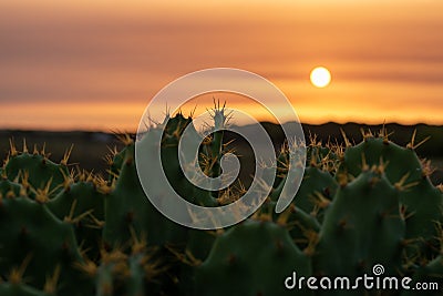 Cactus in the foreground with sunset background Stock Photo