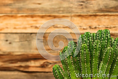 Cactus frame for caption Stock Photo