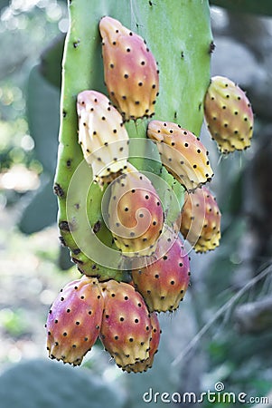 Cactus fruit, prickly pears Stock Photo