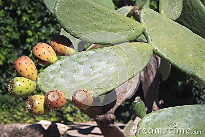Cactus with fruits Stock Photo