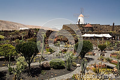 Cactus Garden Stock Photo