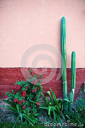 Cactus Garden, Adobe Plaster Wall Stock Photo