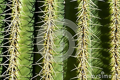 Cactus detail of cactus plant Stock Photo