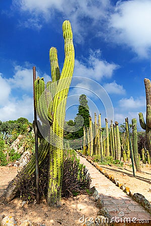 Cactus Garden in Lioret de Mar, Catalonia, Spain. Stock Photo