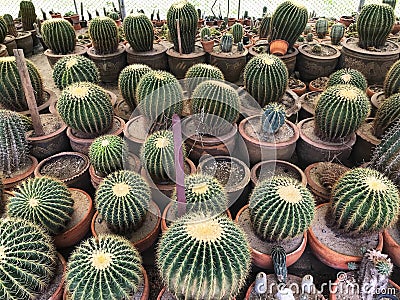 Cactus in the garden, Many of sprout cactus in Nursery garden. Stock Photo