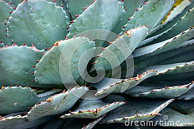 Cactus Stock Photo