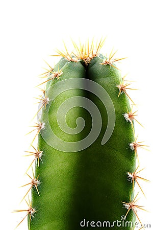 Cactus green and fresh Stock Photo