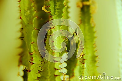 Cactus green with prickles on the leaves, background Stock Photo