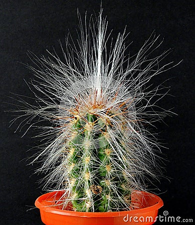Cactus, green, tall, with long white hairs sprouting. Stock Photo