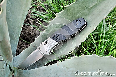 Cactus green tropical natural knife pocket folding blade Stock Photo