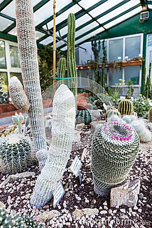 Cactus greenhouse Stock Photo