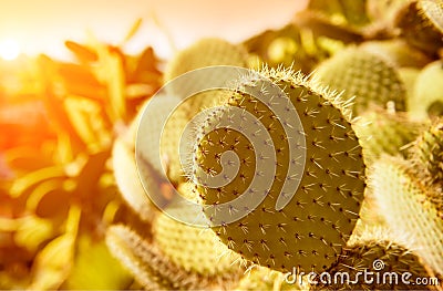 Cactus growing, Eatable Prickly pear cactus, opuntia fruit, cactus spines Stock Photo