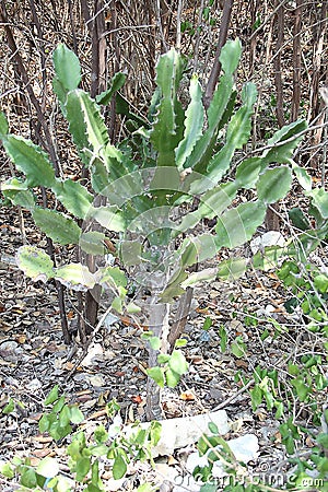 Cactus grows on the island Stock Photo